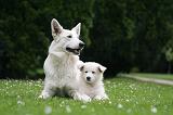 BERGER BLANC SUISSE - ADULTS ET PUPPIES 069